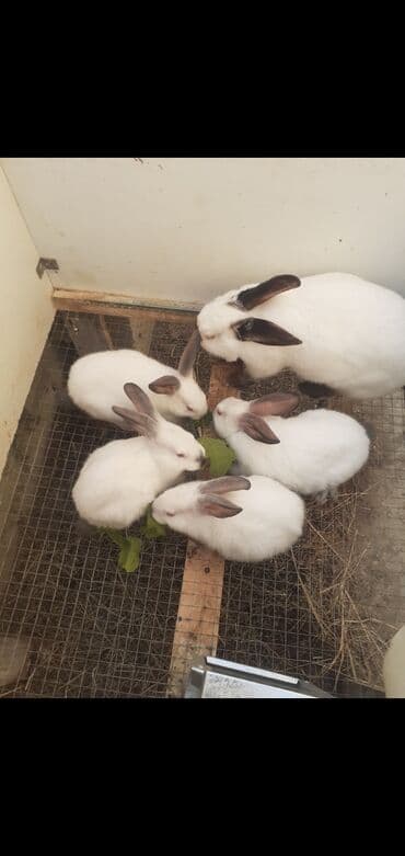 Коровы, быки: Salam təmiz qan Kalfornya sortundan olan sənədli heyvanların — 2