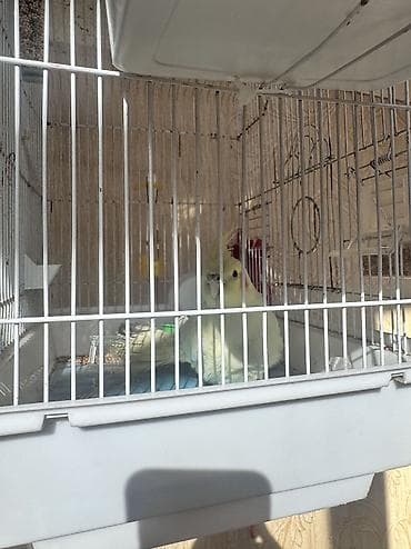 Gəmiricilər: Metall qəfəsdə ev quşları üçün tam dəst Məhsul təsviri: - Avar tipli — 6