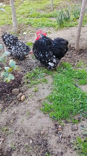 Куры: Курица, Для разведения — 6