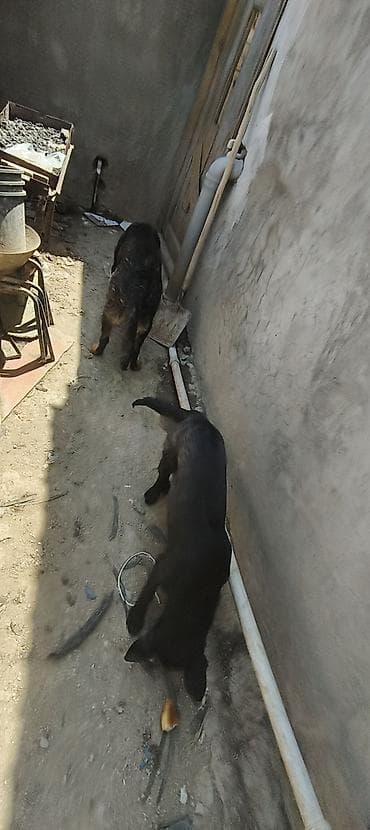 Labrador-retriver, 7 ay, Peyvəndli, Ünvandan götürmə — 4