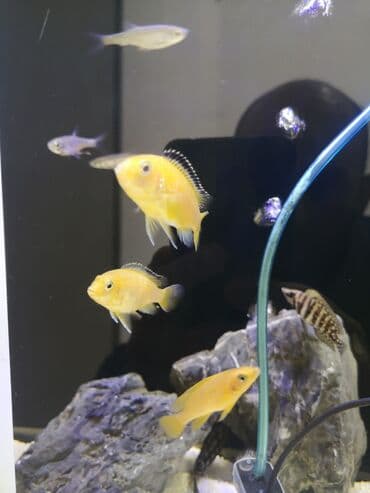 Tavalar: Cixlid balığı — 2