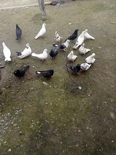 Göyərçinlər: Ucuz qiymətə tərgidilir deyə,maraqlanan vatsapdan yazsın şəkillərini — 2