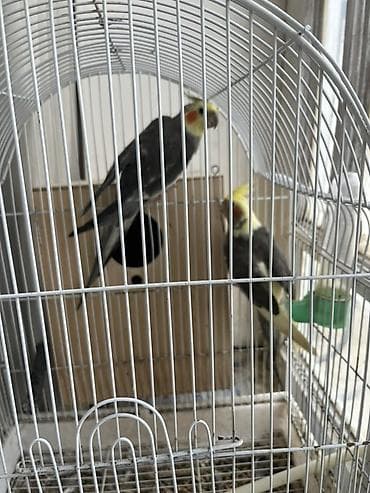Tutuquşları: Növ: Nimfa papuqayı (Cockatiel) cütü Rəng: Boz gövdə, sarı çələng və — 2