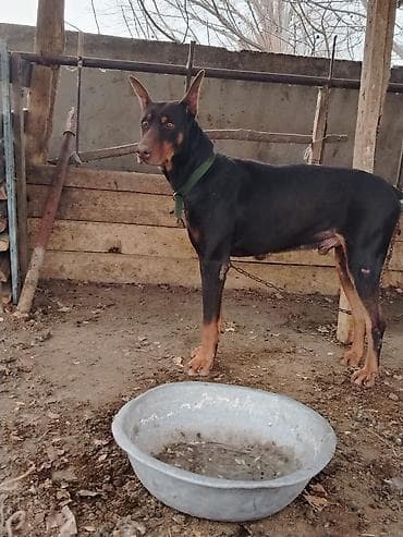 golden retriever satışı: Doberman, 2 il, Erkek, Ödənişli çatdırılma — 1