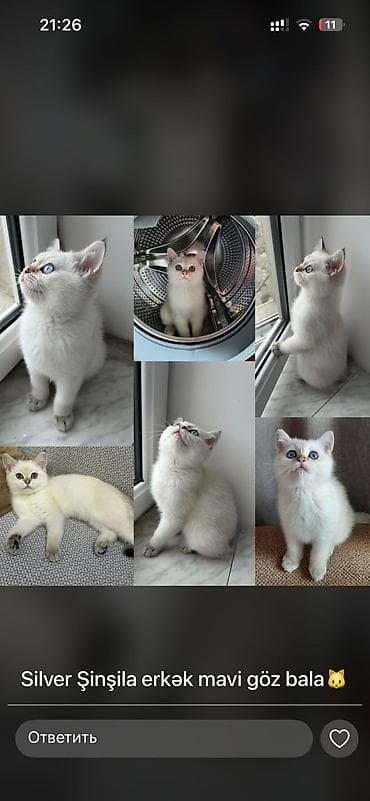 pişik pers: Şotland — 8