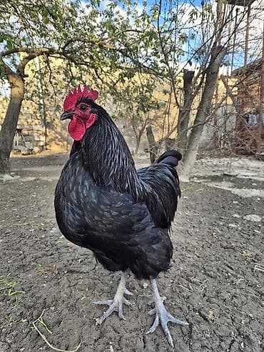 sumatra xoruz: Xoruz, il: 1 — 2