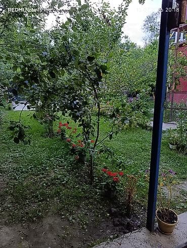 hamarmeşə kəndi: Qebelede hovuzlu kiraye ev kim istese buyra biler manqal samavar — 9