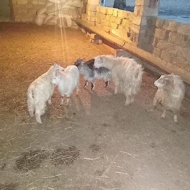 Dişi, il: 1, 8 kq, Damazlıq, Ödənişli çatdırılma