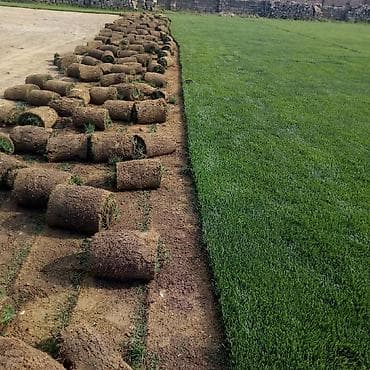 gül toxum satışı: Super qazon enli yarpaq sıx və alaqsız hörmetli ve deyerli — 3