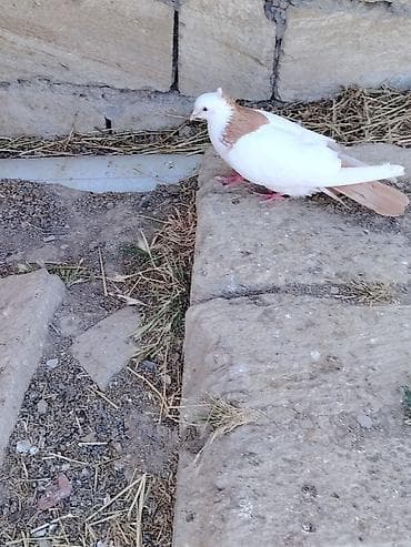 Göyərçinlər: Sari kekili kohe cins təmiz qandi erkeydi Təsvir: - Rəng: ağ gövdə — 3