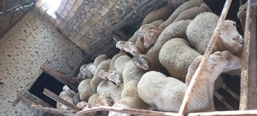 balasına sud verməyən qoyun nə adlanır: Qoçun almış dişi toğlular. 23 baş dişi 2 baş qoç kom satılır — 1