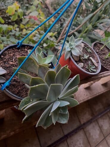 антибактериальные средства для дома: Müxtəlif dekorativ otaq bitkiləri kolleksiyası - Kompozit sükulent — 33