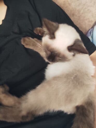 pişim: Siam, Erkək, Ünvandan götürmə — 2