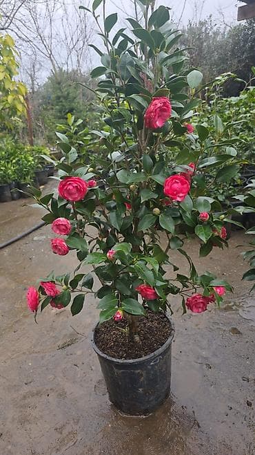 Kameliya (Camellia japonica) – qırmızı, qabarıq ləçəklərlə bol çiçəkli