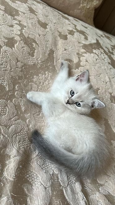 pişik alıram: Britan, Erkək, Yaxşı əllərə, Ödənişli çatdırılma — 3