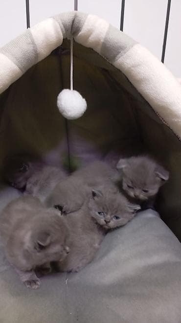 Akvariumlar: Britan — 3