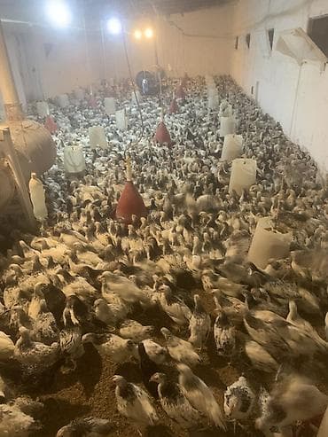 kend cucesi: Toyuq cücələri, Damazlıq — 5