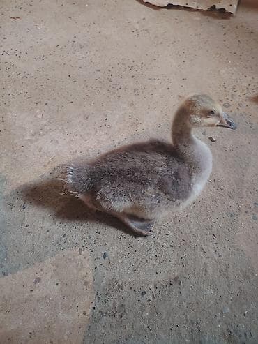 Qaz balaları – ev quşçuluğu üçün - Növ: qaz balası (gosling) - — 2