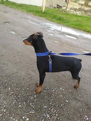 itl: Miniatür pinçer — 2