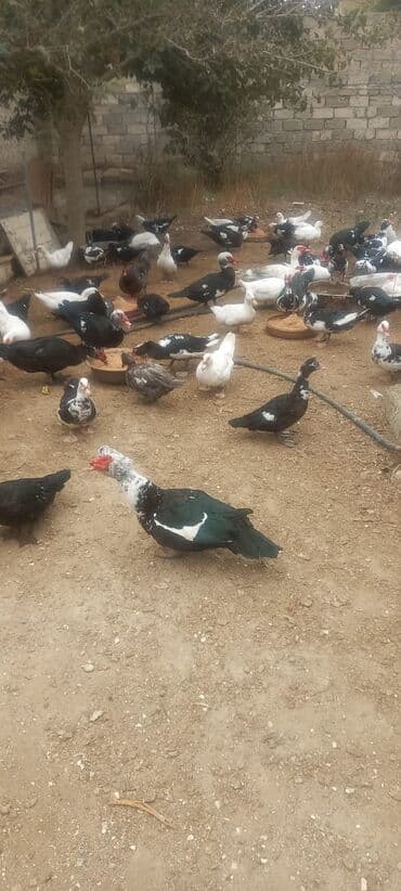 lal ordəklərin satışı: Macar və krasnadar sortudurlar. 20 manata fərələr 30 manata — 1