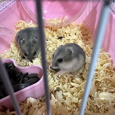 kirpi ne yeyir: Cırtdan hamsterlər – ev heyvanı Məhsul təsviri: - Kiçik ölçülü — 1