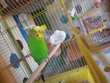 xari bulbul sepleri: Sağlam qizğin erkeydir Real alıcı elaqe saxlasin — 2