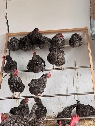 kənd toyuqlarının satışı: Toyuq, Damazlıq, Ödənişli çatdırılma — 5