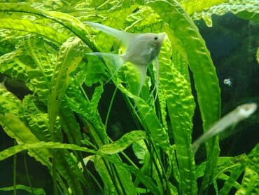 Salam. Mirni baliqlar satiram (mecnos, neon, radastamus, susə baliq