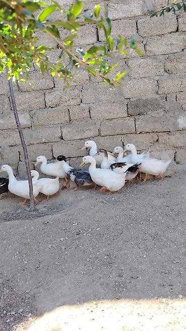 piwik satiwi: Ördək — 3
