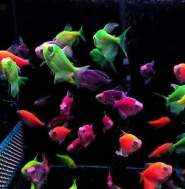 haski bala: Akvaryum üçün “Tam Başlanğıc Dəsti” – evdə balıq saxlamağa başlamaq — 2