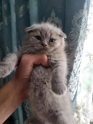 heyvanlar: Britan (Scottish Fold tipli) və ekzoik (Persian/Exotic type) balaca — 3