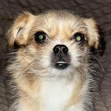 ev heyvan: 3 il, Dişi, Peyvəndli, Ünvandan götürmə — 5