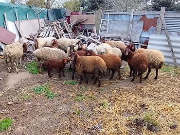 qala qoyunu satilir: 10 qoyun 12 quzu 1 çəpiş əkiz və tək balali var içlərində kom satilir — 1