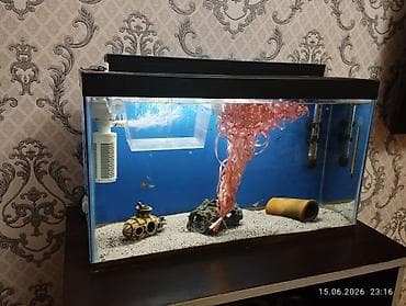 akvarium baligi: Dördbucaq akvarium, Balıqlarla birlikdə, 40 l, Ünvandan götürmə — 1