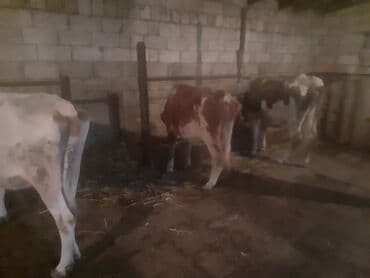 sudluk inekler satisi: Самка, Simental, лет: 1, 100 кг, Для разведения, Для молока, Для мяса, Самовывоз, Платная доставка — 2