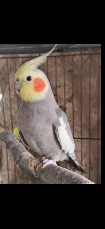 VAZ (LADA): Nymph paraket (Cockatiel) – 2 fərqli rəng mutasiyası - Növlər: Nymph — 2