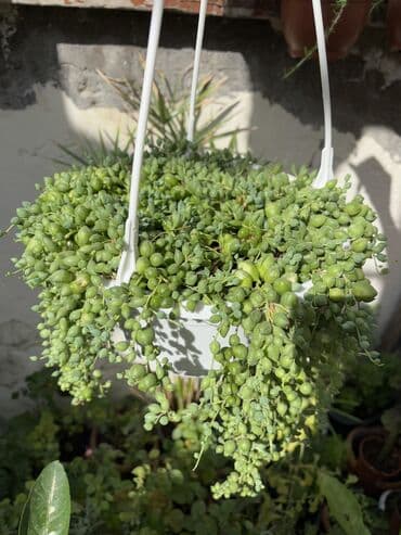 gül toxum satışı: , qiymət müxtəlifdir. Vatsapp mövcuddur!. Çatdırılma metrolara — 15