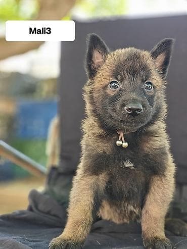 itler haski: Belçika çoban iti, 1 ay, Erkek — 3