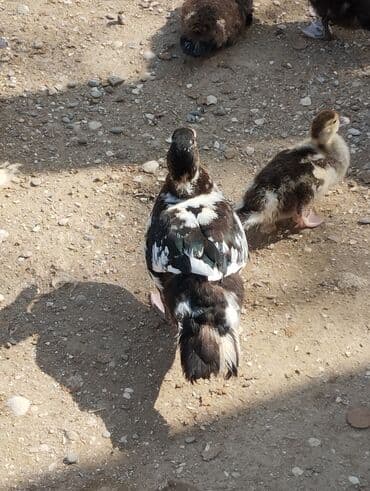 ördək neçə günə bala çıxarır: Lal ördəklər Macar və Krasnadar sortudur 55 günlüklər 10 manat 25 — 2