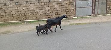 diş şotkası: Sürü – keçi qarışıq 15 baş Ana keçi qarışıqdı hem Sani hem Heleb — 4