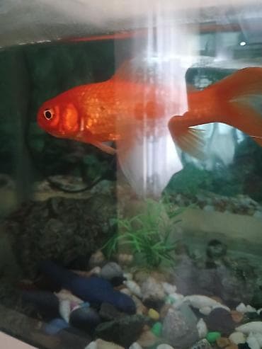 oranda balığı: Qızıl balıq, Sülhsevər, Ünvandan götürmə — 1