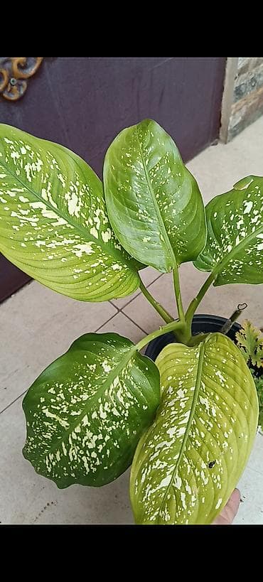 ev gulleri sekilleri: - Zanbaq (Hemerocallis) – narıncı lecekli gül 8 azn satilir — 6