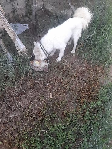 İtlər: Samoyed, 1 il, Erkek — 1