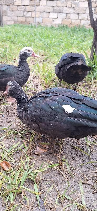 yuxuda ördek balası görmek: Lal ördekler xoruzlar 35 fere 30 manat — 7