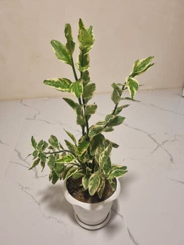 yolka agaclari qiymeti: Pedilantus gül satilir wp aktifdi — 2