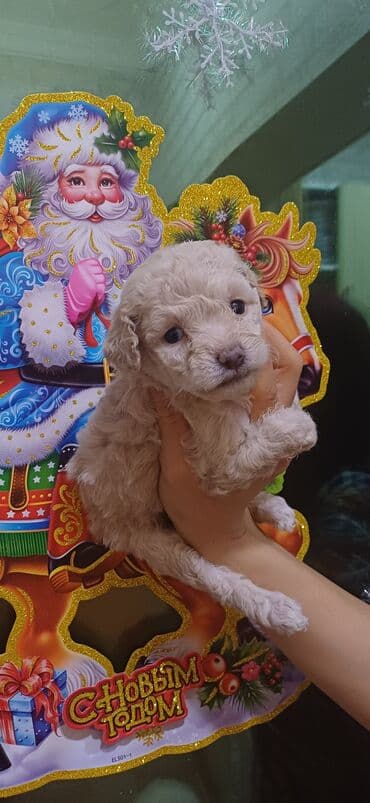 en gozel itler: Pudel, Dişi, Peyvəndli, Ödənişli çatdırılma — 10