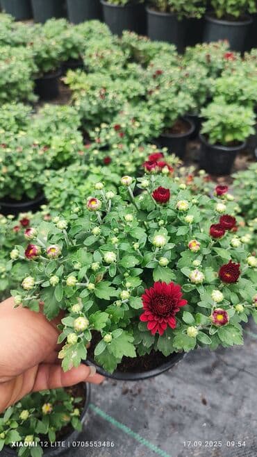 helba bitkisi faydaları: İstənilən sayda var ünvan Bakı şəhəri Nardaran qəsəbəsi — 3