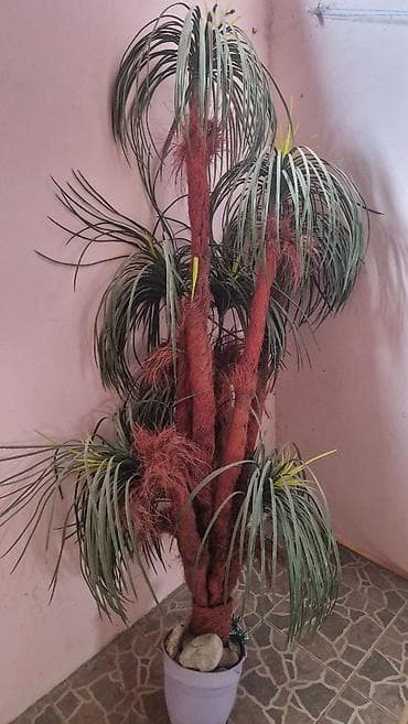 Dekorativ süni palma ağacı - Realistik görünüşlü, çoxgövdəli süni