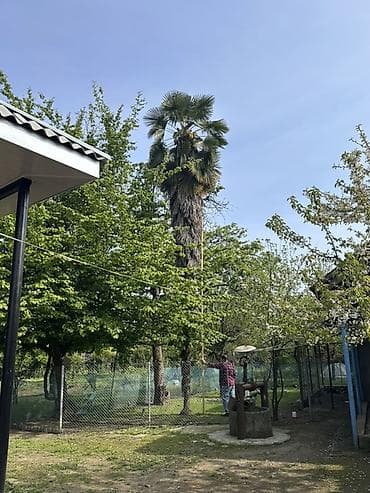 yolka agacı: Həyətimizdə böyütdüyümüz 33 illik Trachycarpus palmasını satıram — 3