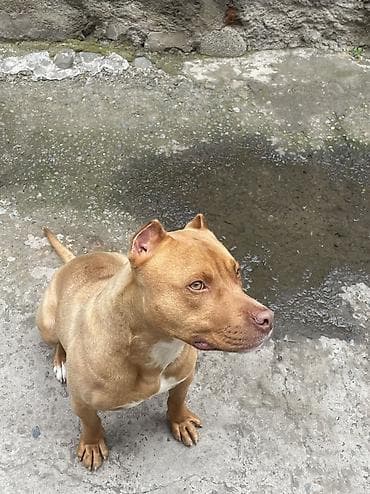 it pitbull: Pitbul, 1 il, Erkek, Peyvəndli — 6
